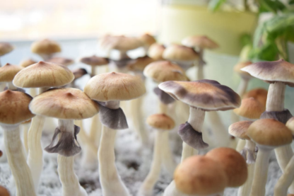 Споровая взвесь Psilocybe cubensis Ecuador — изображение 2
