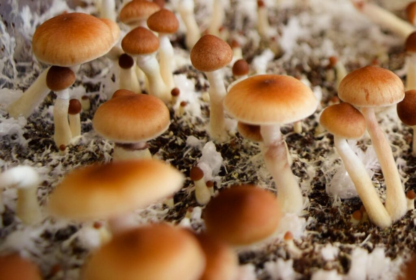 Споровый отпечаток Red spore