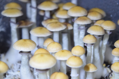 Споровая взвесь Psilocybe cubensis Pink Buffalo — изображение 2