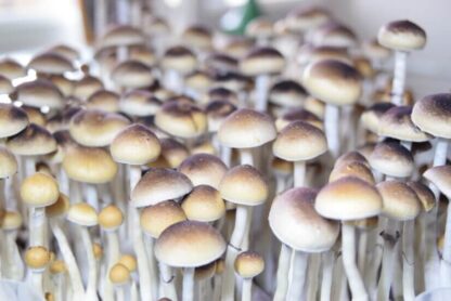Споровая взвесь Cubensis Orissa — изображение 2