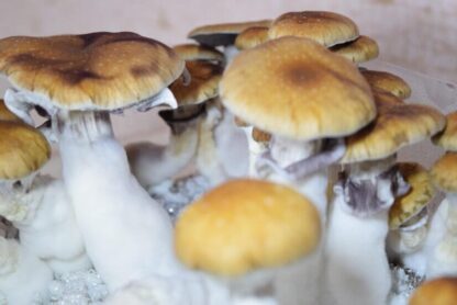 Споровый отпечаток Plantasia Mystery