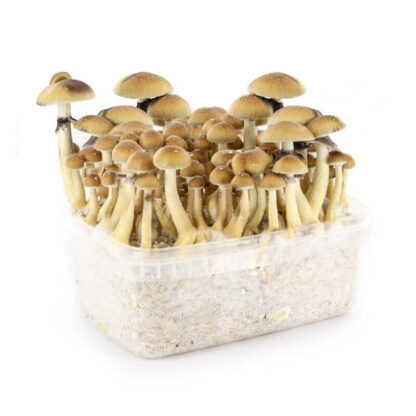 Гроубокс для выращивания волшебных грибов Psilocybe Cubensis Golden Teacher — изображение 2